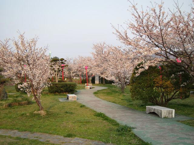 紀三井寺／和歌山市南部, 和歌山城公園／和歌山市中心部, 道の駅 四季の郷公園／和歌山市東部, 高津子山（たかつしやま）展望台／和歌山市南部, 御手洗池公園／和歌山市南部