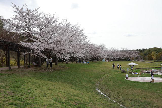 紀三井寺／和歌山市南部, 和歌山城公園／和歌山市中心部, 道の駅 四季の郷公園／和歌山市東部, 高津子山（たかつしやま）展望台／和歌山市南部, 御手洗池公園／和歌山市南部
