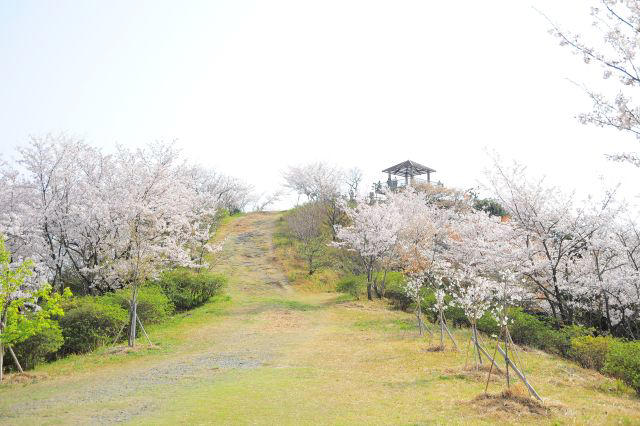 紀三井寺／和歌山市南部, 和歌山城公園／和歌山市中心部, 道の駅 四季の郷公園／和歌山市東部, 高津子山（たかつしやま）展望台／和歌山市南部, 御手洗池公園／和歌山市南部