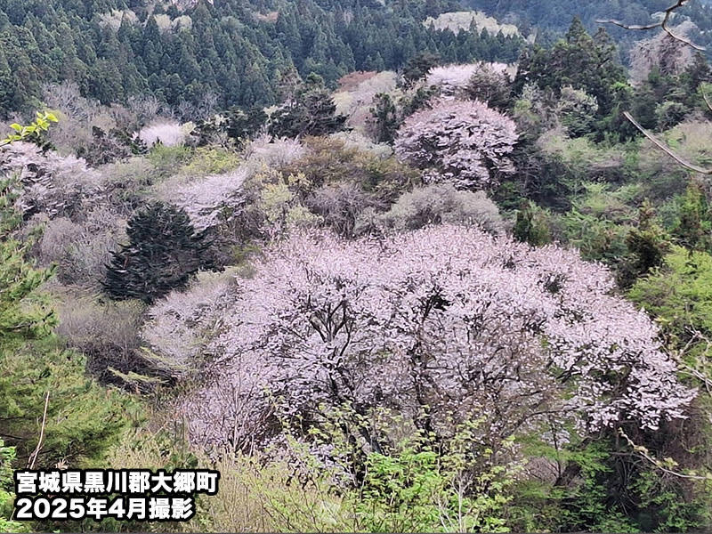 奈良の吉野山(よしのやま)にも咲き誇るヤマザクラ, 「ヤマザクラは白い花と赤い若葉」, 「オオヤマザクラ」はヤマザクラの大型版？, 斬新な俳句も詠みたくなる？