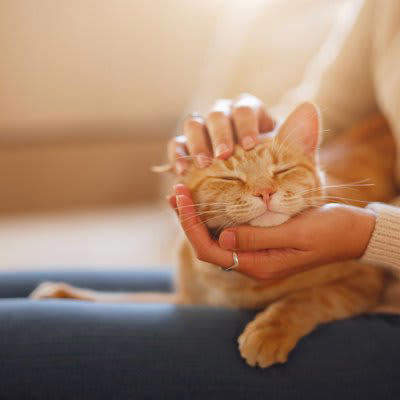 1.自分からは構わないスタンスを取る, 2.猫をよく観察する, 3.猫の五感の鋭さを理解しておく, 4.リラックスした空気をつくる, 5.動作はゆったり静かに, 6.声は優しく・高めに, 7.姿勢を低くする, 8.目は合わせない