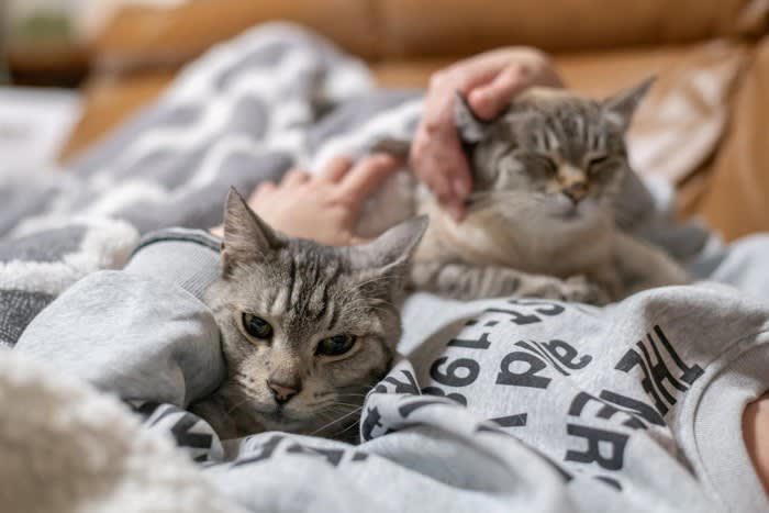 1.自分からは構わないスタンスを取る, 2.猫をよく観察する, 3.猫の五感の鋭さを理解しておく, 4.リラックスした空気をつくる, 5.動作はゆったり静かに, 6.声は優しく・高めに, 7.姿勢を低くする, 8.目は合わせない