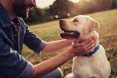 犬が飼い主におねだりしているサイン5つ, 1.ジッと見つめる, 2.鼻先や前足で合図する, 3.鳴く・吠える, 4.飼い主に“芸”を見せる, 5.食器やおもちゃを持ってくる, 愛犬に要求をされたときの適切な対応