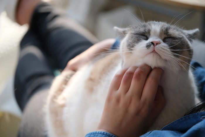 猫にも『くすぐったい』感覚はある？, 猫も『くすぐったい』感覚はある, 『くすぐったい』は2種類ある, 猫にも敏感な部位がある, くすぐられた猫はどうなるの？, 2.毛がピクピク動く