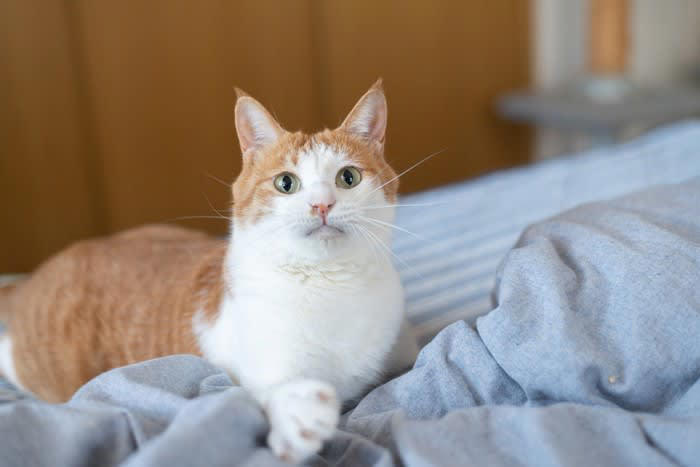 猫にも『くすぐったい』感覚はある？, 猫も『くすぐったい』感覚はある, 『くすぐったい』は2種類ある, 猫にも敏感な部位がある, くすぐられた猫はどうなるの？, 2.毛がピクピク動く