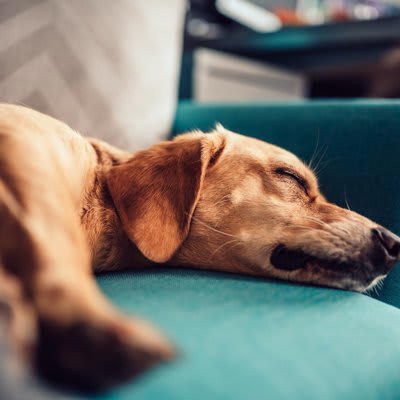 犬が寝ているときにしてはいけない「絶対NG行為」5選, 1.無理やり起こして触る・抱っこする, 2.大きな音を立てる（掃除機やテレビの音など）, 3.フラッシュをたいて写真を撮る, 4.至近距離でじっと見つめ続ける, 5.寝ている場所を勝手に移動させる, なぜ寝ているときに邪魔をしてはいけないの？, 熟睡をサポートするために飼い主ができること