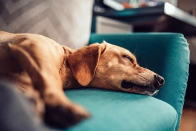 犬が寝ているときにしてはいけない「絶対NG行為」5選, 1.無理やり起こして触る・抱っこする, 2.大きな音を立てる（掃除機やテレビの音など）, 3.フラッシュをたいて写真を撮る, 4.至近距離でじっと見つめ続ける, 5.寝ている場所を勝手に移動させる, なぜ寝ているときに邪魔をしてはいけないの？, 熟睡をサポートするために飼い主ができること