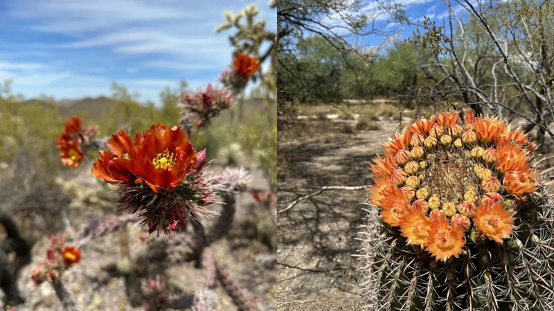 Anza-Borrego Desert State Park, Antelope Valley Poppy Reserve, Diamond Valley Lake, Chino Hills State Park, Saguaro National Park