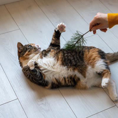 猫にも『くすぐったい』感覚はある？, 猫も『くすぐったい』感覚はある, 『くすぐったい』は2種類ある, 猫にも敏感な部位がある, くすぐられた猫はどうなるの？, 2.毛がピクピク動く