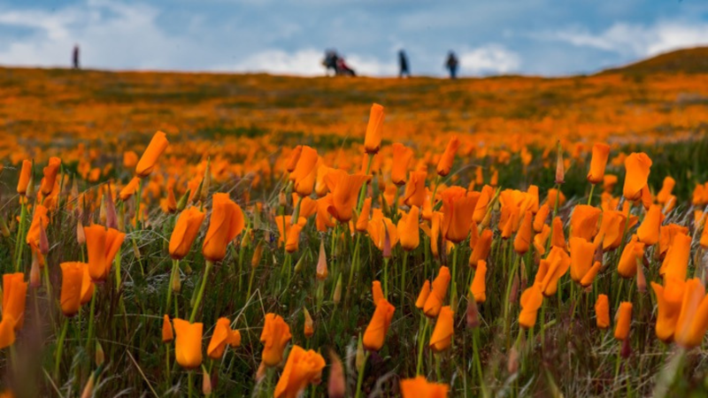 Anza-Borrego Desert State Park, Antelope Valley Poppy Reserve, Diamond Valley Lake, Chino Hills State Park, Saguaro National Park