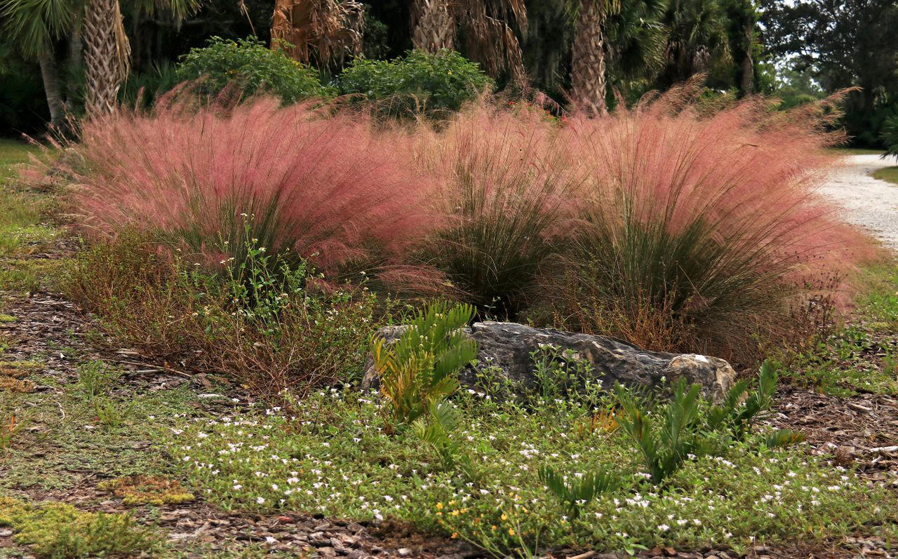 Fountain Grass, Perennial Ryegrass, Silvergrass, Blue Fescue, Karl Foerster Feather Reed Grass, Pampas Grass, Pink Muhly Grass, Switchgrass, Hakone Grass