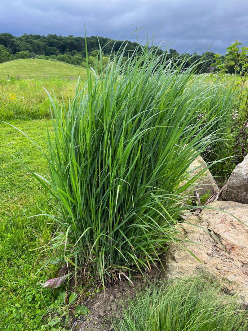 Fountain Grass, Perennial Ryegrass, Silvergrass, Blue Fescue, Karl Foerster Feather Reed Grass, Pampas Grass, Pink Muhly Grass, Switchgrass, Hakone Grass