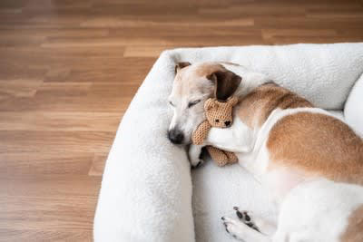 犬が寝ているときにしてはいけない「絶対NG行為」5選, 1.無理やり起こして触る・抱っこする, 2.大きな音を立てる（掃除機やテレビの音など）, 3.フラッシュをたいて写真を撮る, 4.至近距離でじっと見つめ続ける, 5.寝ている場所を勝手に移動させる, なぜ寝ているときに邪魔をしてはいけないの？, 熟睡をサポートするために飼い主ができること