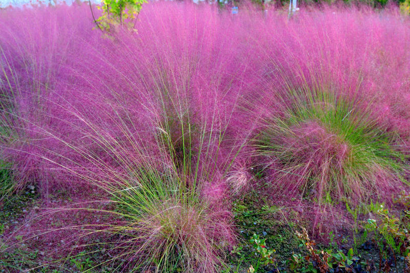Fountain Grass, Perennial Ryegrass, Silvergrass, Blue Fescue, Karl Foerster Feather Reed Grass, Pampas Grass, Pink Muhly Grass, Switchgrass, Hakone Grass