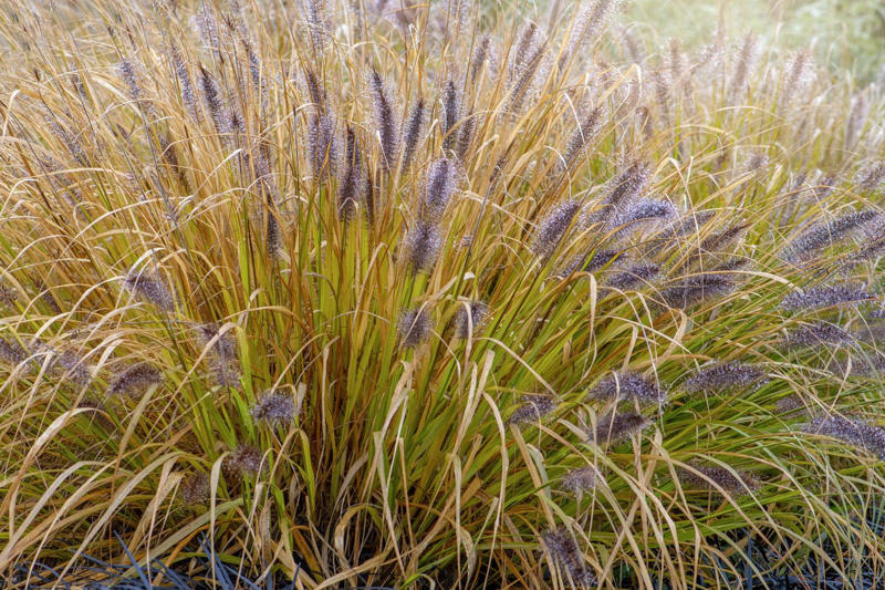 Fountain Grass, Perennial Ryegrass, Silvergrass, Blue Fescue, Karl Foerster Feather Reed Grass, Pampas Grass, Pink Muhly Grass, Switchgrass, Hakone Grass