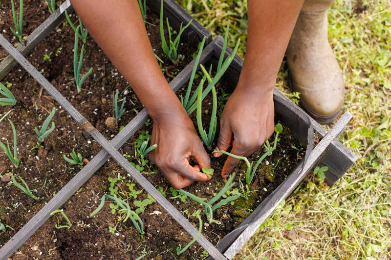 What Is a Square Foot Garden? , The Pros and Cons of Square Foot Gardening, How to Set up a Square Foot Garden, The Rules of Square Foot Gardening , What to Plant in a Square Foot Garden