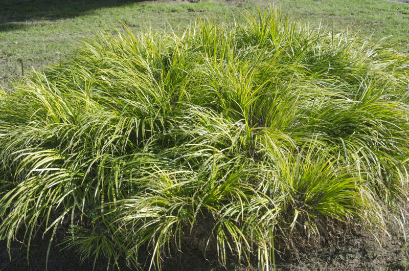 Fountain Grass, Perennial Ryegrass, Silvergrass, Blue Fescue, Karl Foerster Feather Reed Grass, Pampas Grass, Pink Muhly Grass, Switchgrass, Hakone Grass