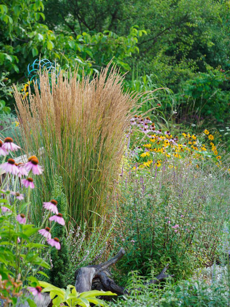 Fountain Grass, Perennial Ryegrass, Silvergrass, Blue Fescue, Karl Foerster Feather Reed Grass, Pampas Grass, Pink Muhly Grass, Switchgrass, Hakone Grass