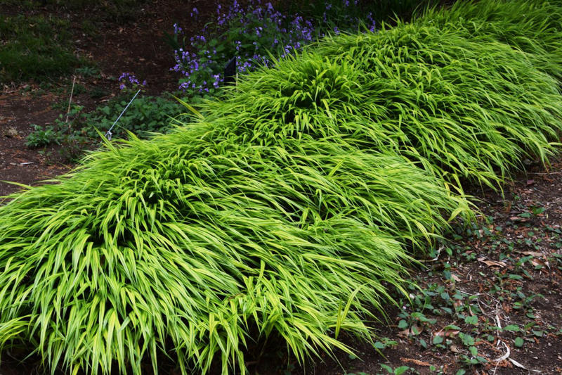 Fountain Grass, Perennial Ryegrass, Silvergrass, Blue Fescue, Karl Foerster Feather Reed Grass, Pampas Grass, Pink Muhly Grass, Switchgrass, Hakone Grass