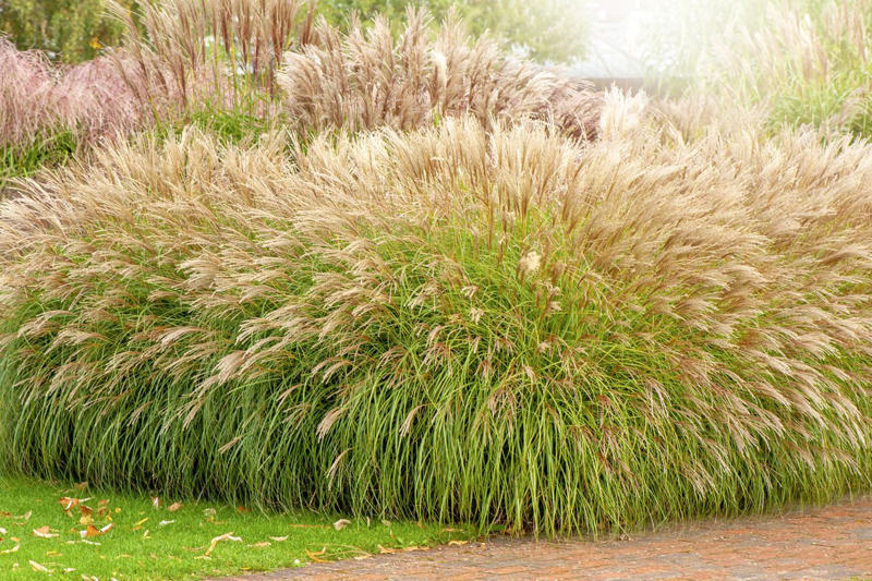 Fountain Grass, Perennial Ryegrass, Silvergrass, Blue Fescue, Karl Foerster Feather Reed Grass, Pampas Grass, Pink Muhly Grass, Switchgrass, Hakone Grass