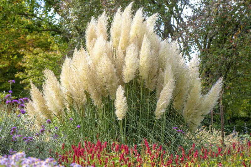 Fountain Grass, Perennial Ryegrass, Silvergrass, Blue Fescue, Karl Foerster Feather Reed Grass, Pampas Grass, Pink Muhly Grass, Switchgrass, Hakone Grass