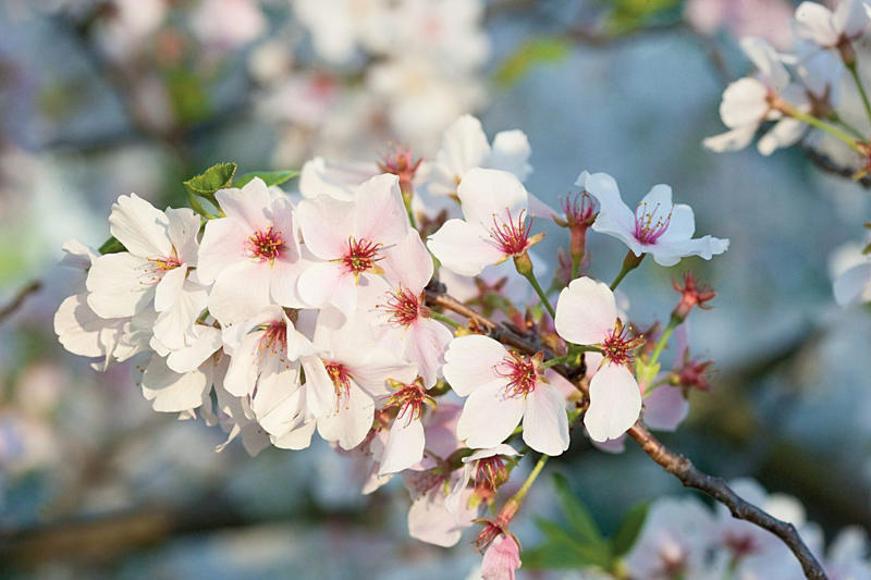 Eastern Redbud, Flowering Dogwood, Saucer Magnolia, Star Magnolia, Fringe Tree, Crabapple, Weeping Cherry, Yoshino Cherry, Serviceberry, Jacaranda