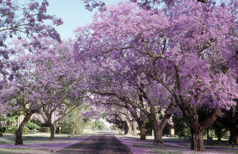 Eastern Redbud, Flowering Dogwood, Saucer Magnolia, Star Magnolia, Fringe Tree, Crabapple, Weeping Cherry, Yoshino Cherry, Serviceberry, Jacaranda