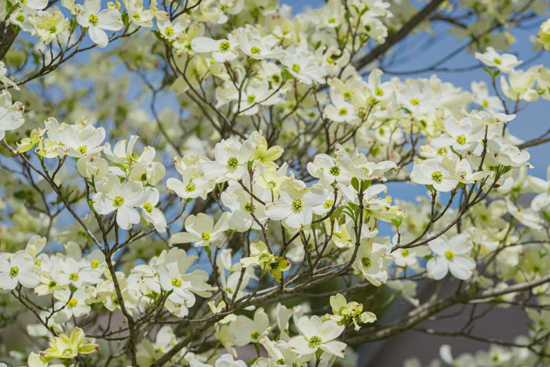 Eastern Redbud, Flowering Dogwood, Saucer Magnolia, Star Magnolia, Fringe Tree, Crabapple, Weeping Cherry, Yoshino Cherry, Serviceberry, Jacaranda