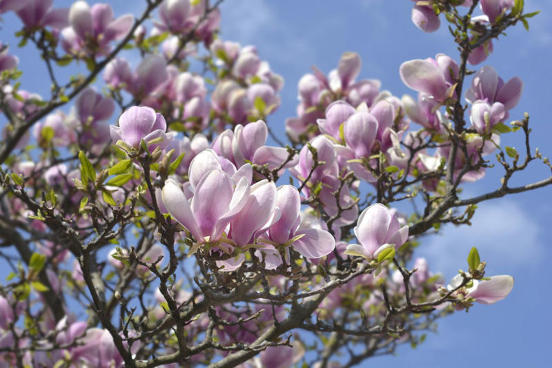 Eastern Redbud, Flowering Dogwood, Saucer Magnolia, Star Magnolia, Fringe Tree, Crabapple, Weeping Cherry, Yoshino Cherry, Serviceberry, Jacaranda