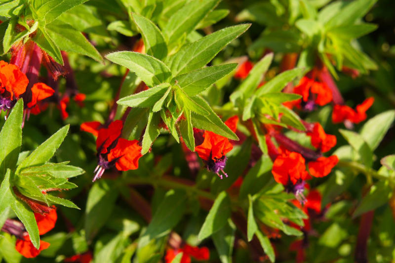Firestorm™ Lantana, Summer Snapdragon, Diamond Spire® Gardenia, It’s a Breeze® Red Rose, Blanket Flower, Saucy™ Salvia, Million Bells, EnduraScape™ Verbena, Bat-faced Cuphea