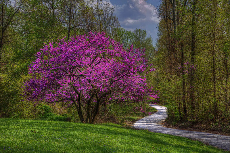 Eastern Redbud, Flowering Dogwood, Saucer Magnolia, Star Magnolia, Fringe Tree, Crabapple, Weeping Cherry, Yoshino Cherry, Serviceberry, Jacaranda