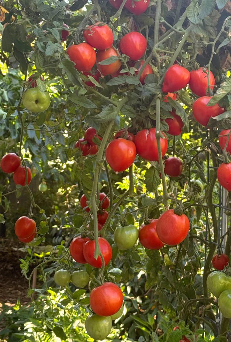 'Sungreen', 'Striped German', 'Italian Red Pear', 'Harvest Moon', 'New Girl'