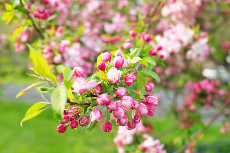 Eastern Redbud, Flowering Dogwood, Saucer Magnolia, Star Magnolia, Fringe Tree, Crabapple, Weeping Cherry, Yoshino Cherry, Serviceberry, Jacaranda