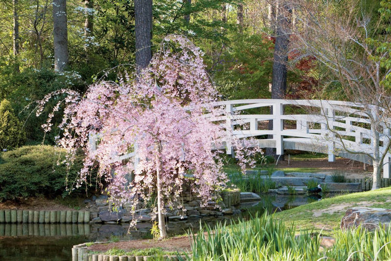 Eastern Redbud, Flowering Dogwood, Saucer Magnolia, Star Magnolia, Fringe Tree, Crabapple, Weeping Cherry, Yoshino Cherry, Serviceberry, Jacaranda