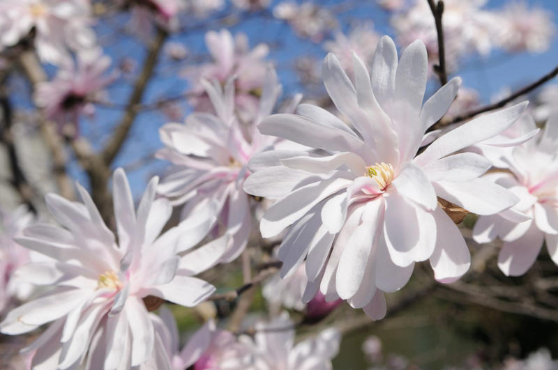 Eastern Redbud, Flowering Dogwood, Saucer Magnolia, Star Magnolia, Fringe Tree, Crabapple, Weeping Cherry, Yoshino Cherry, Serviceberry, Jacaranda