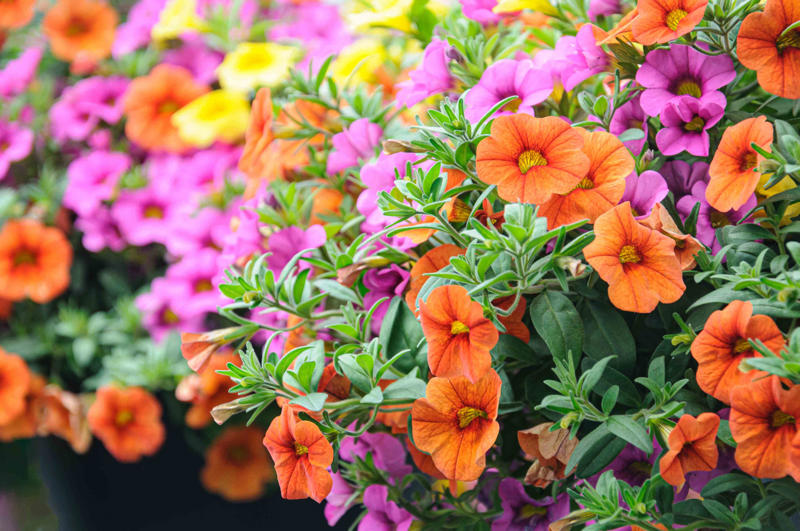 Firestorm™ Lantana, Summer Snapdragon, Diamond Spire® Gardenia, It’s a Breeze® Red Rose, Blanket Flower, Saucy™ Salvia, Million Bells, EnduraScape™ Verbena, Bat-faced Cuphea