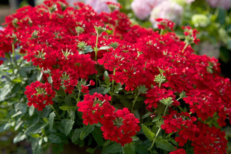 Firestorm™ Lantana, Summer Snapdragon, Diamond Spire® Gardenia, It’s a Breeze® Red Rose, Blanket Flower, Saucy™ Salvia, Million Bells, EnduraScape™ Verbena, Bat-faced Cuphea