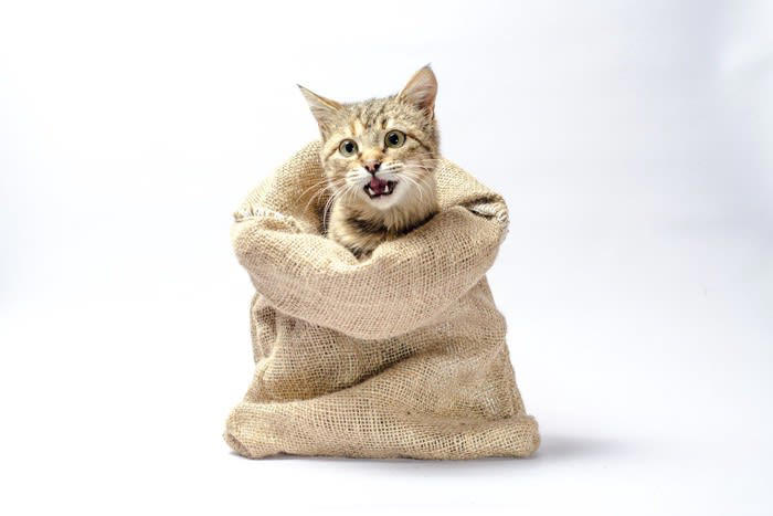 1.猫のように足から落ちる（スペインやポルトガル）, 2.猫に九生あり（英語圏）, 3.喉に猫がいる（フランス）, 4.猫の目のよう（日本）, 5.カバンから猫を出す（英語圏）, 6.猫がいないとネズミは遊ぶ（イギリスやロシア他）, 7.犬は人に付き、猫は家に付く（日本）, 8.猫を嫌う人には気をつけろ（アイルランド）