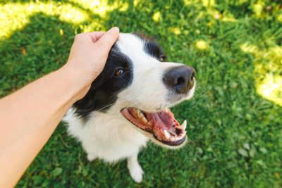 犬に絶対NGな『スキンシップ』５選, 1.突然背後から触れる, 2.力強く撫でる, 3.常に愛犬の後を追って触れ合う, 4.警戒心を抱きやすいタイミングで触れる, 5.不安定な状態で抱っこする, 愛犬が喜ぶスキンシップのやり方