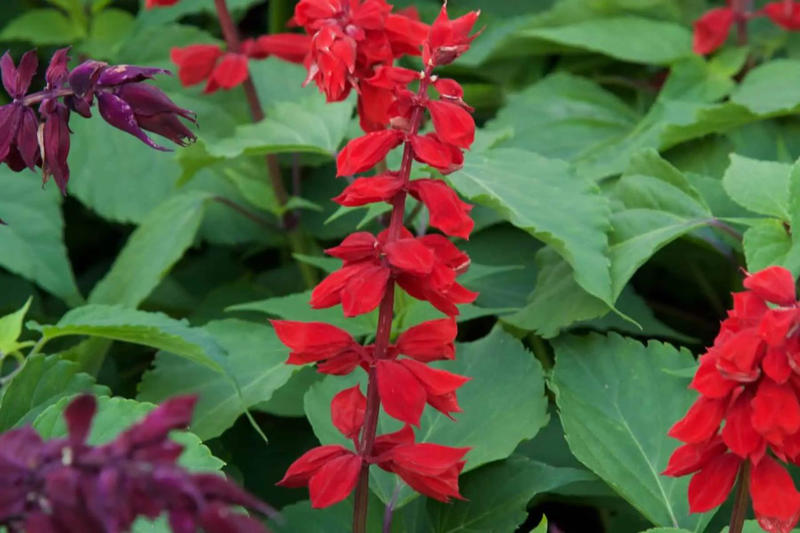 Firestorm™ Lantana, Summer Snapdragon, Diamond Spire® Gardenia, It’s a Breeze® Red Rose, Blanket Flower, Saucy™ Salvia, Million Bells, EnduraScape™ Verbena, Bat-faced Cuphea