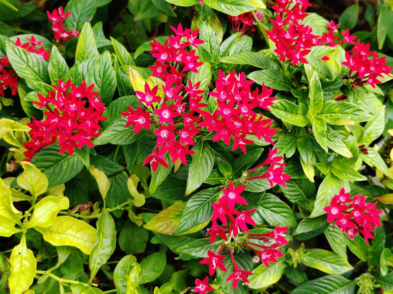 Firestorm™ Lantana, Summer Snapdragon, Diamond Spire® Gardenia, It’s a Breeze® Red Rose, Blanket Flower, Saucy™ Salvia, Million Bells, EnduraScape™ Verbena, Bat-faced Cuphea