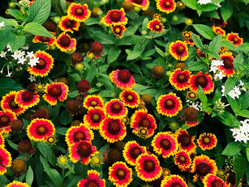 Firestorm™ Lantana, Summer Snapdragon, Diamond Spire® Gardenia, It’s a Breeze® Red Rose, Blanket Flower, Saucy™ Salvia, Million Bells, EnduraScape™ Verbena, Bat-faced Cuphea