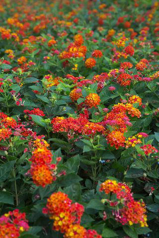 Firestorm™ Lantana, Summer Snapdragon, Diamond Spire® Gardenia, It’s a Breeze® Red Rose, Blanket Flower, Saucy™ Salvia, Million Bells, EnduraScape™ Verbena, Bat-faced Cuphea