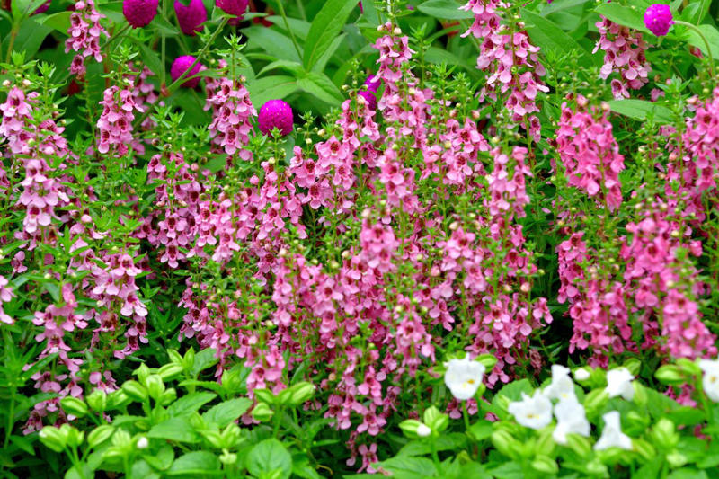 Firestorm™ Lantana, Summer Snapdragon, Diamond Spire® Gardenia, It’s a Breeze® Red Rose, Blanket Flower, Saucy™ Salvia, Million Bells, EnduraScape™ Verbena, Bat-faced Cuphea