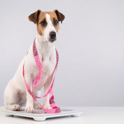 あなたの愛犬は大丈夫？犬の肥満の判断方法, 真上から見てくびれの有無を確認する, 横から腹部のつり上がりを確認する, 犬が太ってしまう理由, ごはんの量が適正でない, おやつやおすそ分けが多すぎる, 病気が隠れている, 犬の体型維持のコツ, おやつをあげる場合はごはんの量を調整する, おやつは量より回数, 必要運動量をしっかり確保する
