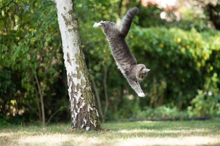 1.猫のように足から落ちる（スペインやポルトガル）, 2.猫に九生あり（英語圏）, 3.喉に猫がいる（フランス）, 4.猫の目のよう（日本）, 5.カバンから猫を出す（英語圏）, 6.猫がいないとネズミは遊ぶ（イギリスやロシア他）, 7.犬は人に付き、猫は家に付く（日本）, 8.猫を嫌う人には気をつけろ（アイルランド）
