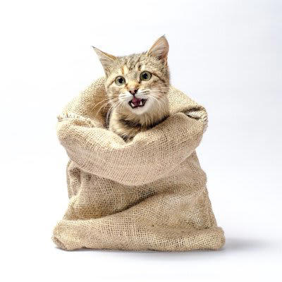 1.猫のように足から落ちる（スペインやポルトガル）, 2.猫に九生あり（英語圏）, 3.喉に猫がいる（フランス）, 4.猫の目のよう（日本）, 5.カバンから猫を出す（英語圏）, 6.猫がいないとネズミは遊ぶ（イギリスやロシア他）, 7.犬は人に付き、猫は家に付く（日本）, 8.猫を嫌う人には気をつけろ（アイルランド）