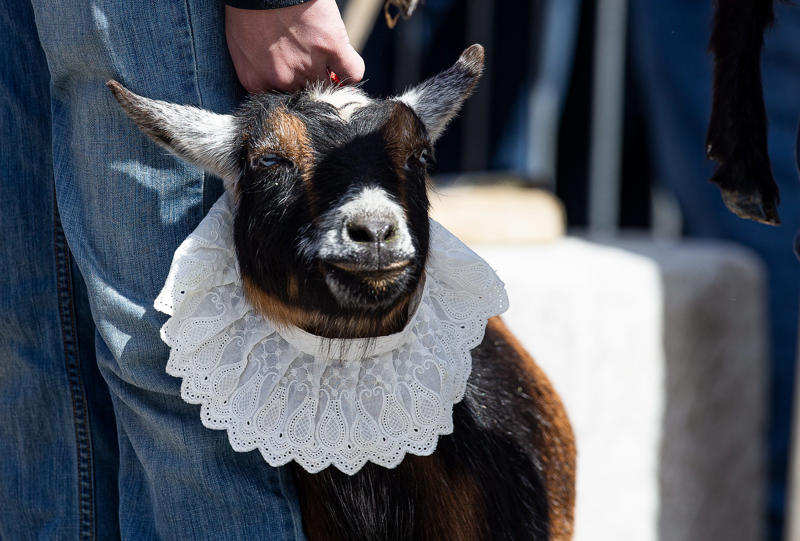When is Bockfest held in 2026? , Where is the annual Bockfest held?, What special activities are there for kids at Bockfest?, Where do I find more information about the 2026 Bockfest