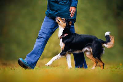 あなたの愛犬は大丈夫？犬の肥満の判断方法, 真上から見てくびれの有無を確認する, 横から腹部のつり上がりを確認する, 犬が太ってしまう理由, ごはんの量が適正でない, おやつやおすそ分けが多すぎる, 病気が隠れている, 犬の体型維持のコツ, おやつをあげる場合はごはんの量を調整する, おやつは量より回数, 必要運動量をしっかり確保する