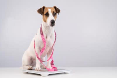 あなたの愛犬は大丈夫？犬の肥満の判断方法, 真上から見てくびれの有無を確認する, 横から腹部のつり上がりを確認する, 犬が太ってしまう理由, ごはんの量が適正でない, おやつやおすそ分けが多すぎる, 病気が隠れている, 犬の体型維持のコツ, おやつをあげる場合はごはんの量を調整する, おやつは量より回数, 必要運動量をしっかり確保する